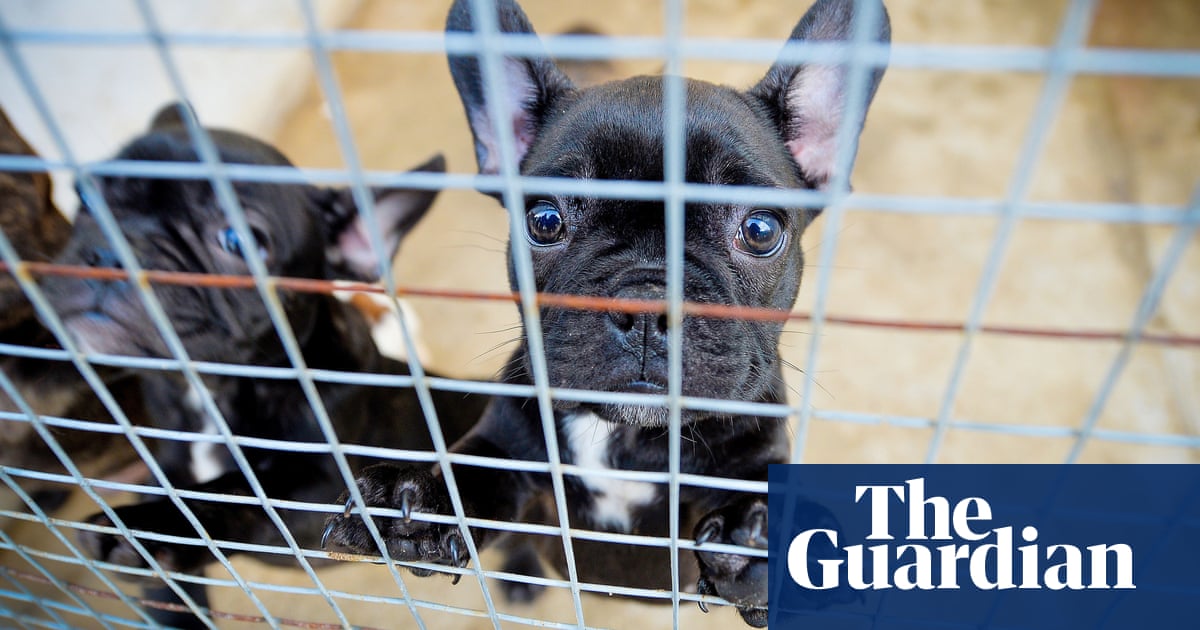 Ending The Disgrace Of Puppy Farms Are Victoria S New Laws The