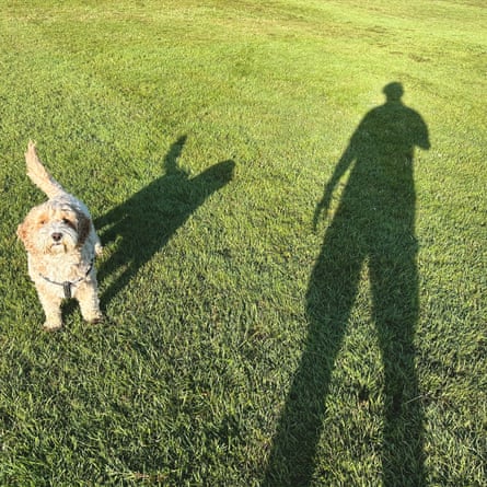 Early morning sunshine falls on a Cockapoo as he enjoys his first walk of the day.