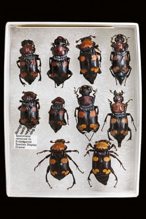 American burying beetle – critically endangered
