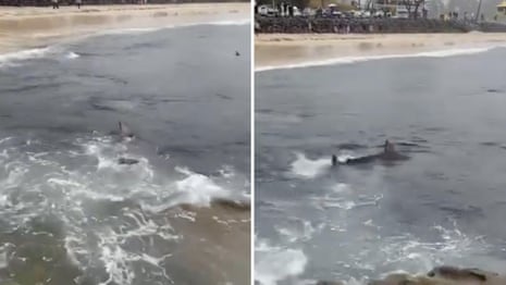 Sharks At Snapper Rocks Footage shows shark feeding frenzy at Snapper Rocks in Australia's Gold ...