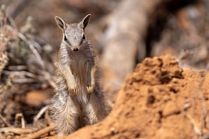 Baby numbats have been spotted at two wildlife sanctuaries in a hopeful sign for one of Australia’s rarest marsupials. Video shows some of the juveniles exploring outside their den at Mallee Cliffs national park in south-western NSW. Five numbat joeys, including quadruplet siblings, were seen at Mallee Cliffs where they have been reintroduced in predator-free areas