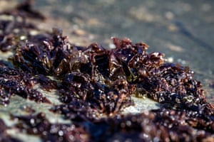 Nori seaweed clings to a rock