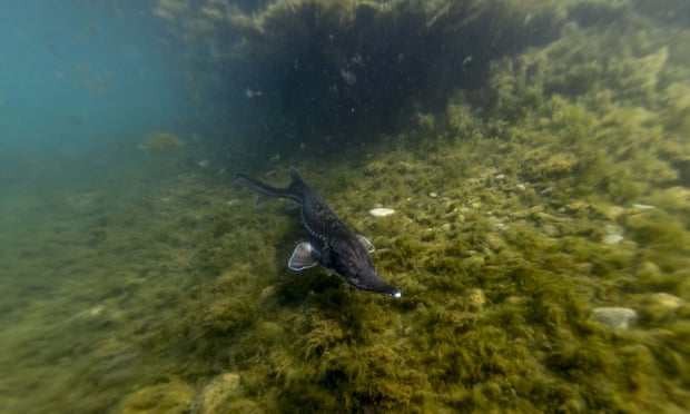 A sturgeon is photographed in a pool of the Agro Ittica Lombarda sturgeons farm, a world leader in production and distribution of caviar on March 19, 2015 in Calvisano, near Brescia, northern Italy.