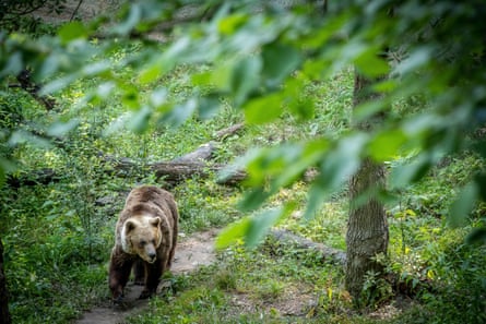 A bear walking on a trail, partly obscured by leafy tree branches