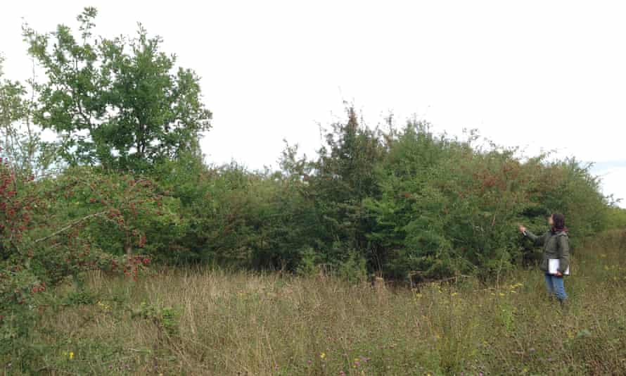 Marta Maziarz surveying the vegetation of the newer site, ‘the new wilderness’.