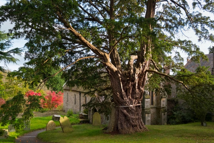 Britain S Ancient Yews Mystical Magnificent And Unprotected