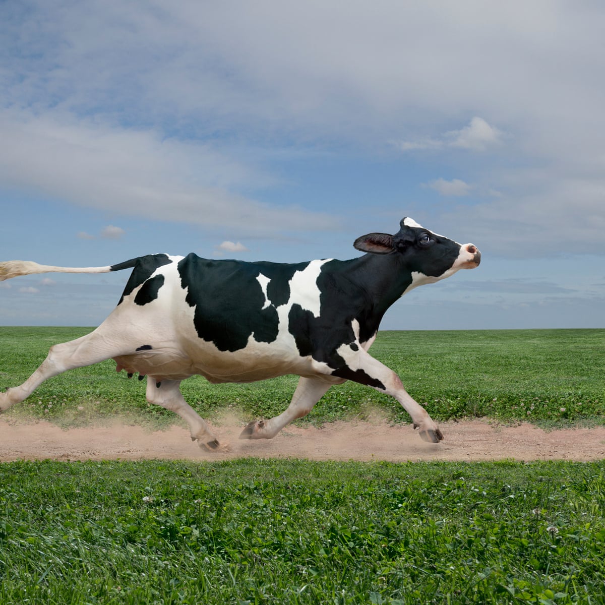 Hideous Cow Frightened Cow