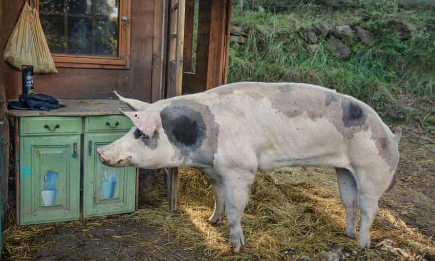 River the pig at El Hogar animal sanctuary in Spain