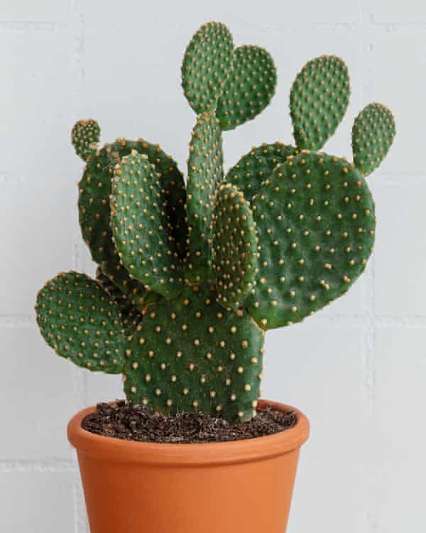Prickly customer: but Cactus Opuntia can do well here.