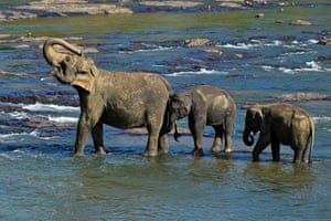 A larger elephant throws their trunk back as two smaller elephants stand behind while in shallow water