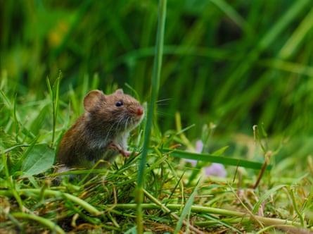 It stands on its hind legs amid long grass