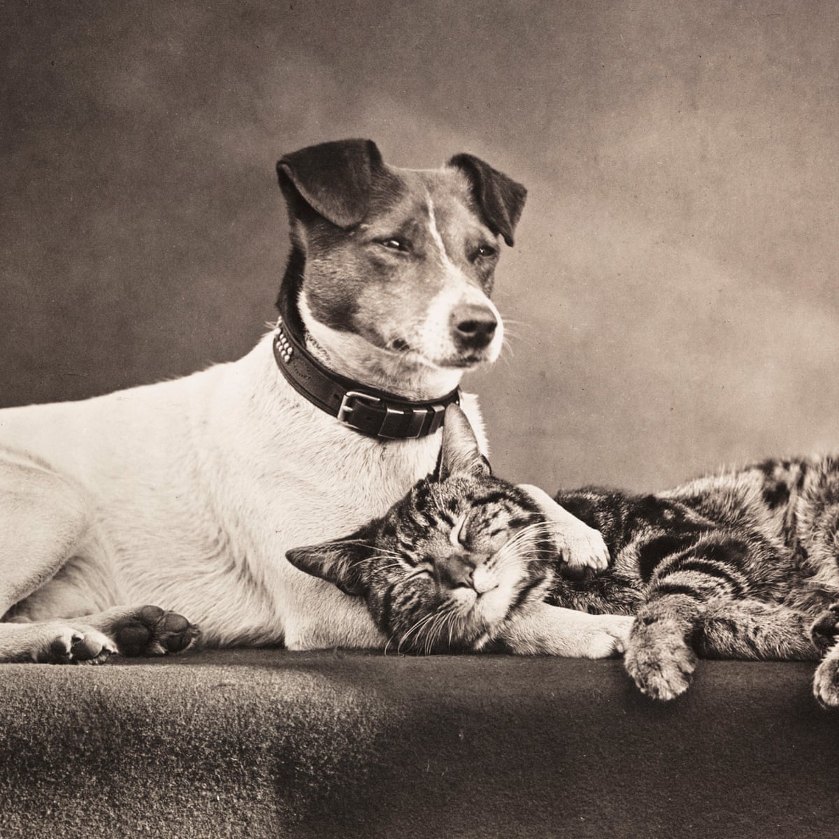 How the Victorians turned mere beasts into man's best friends | Pets | The  Guardian