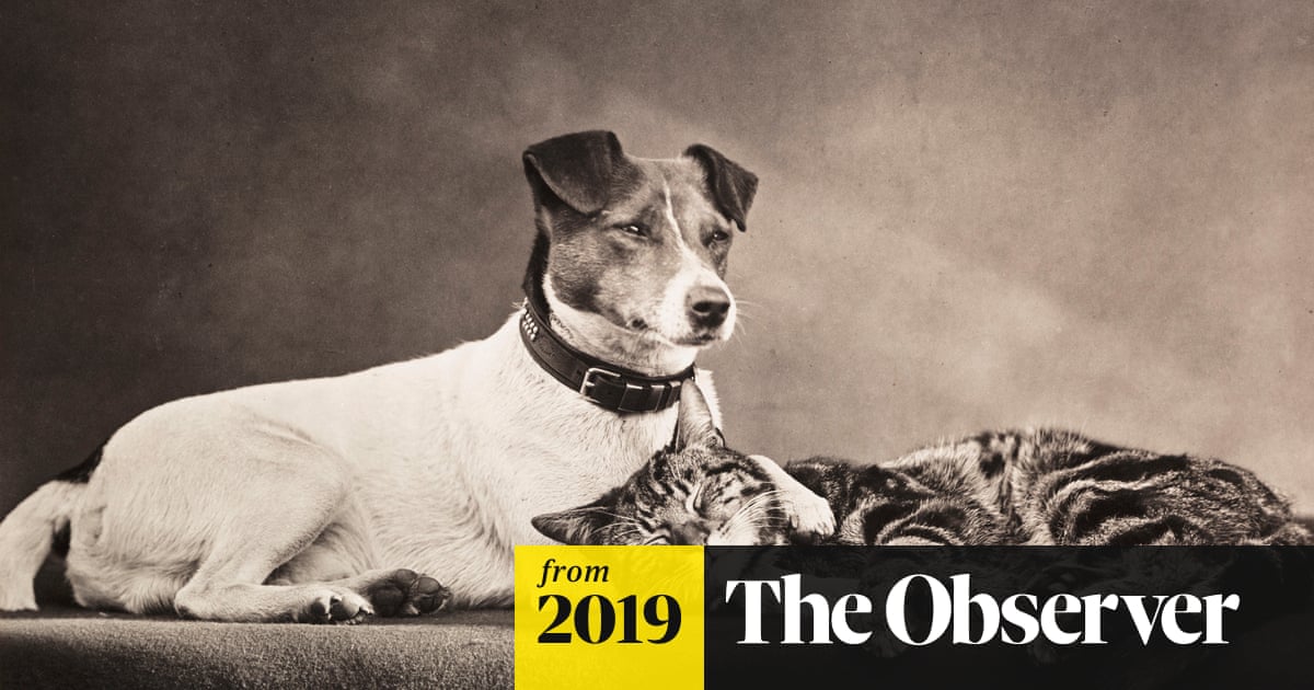 How Long Have We Been Breeding Dogs And Cats: Fascinating History Revealed