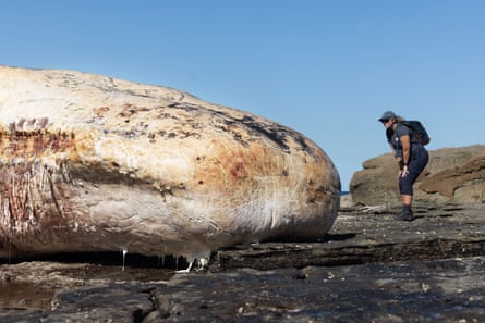 A hiker inspects the carcass in the midday sun