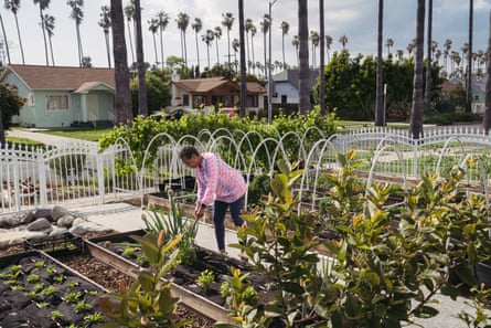 woman tends garden made up of various plots, under palm trees, with a white fence