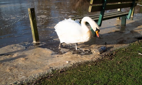 A swan wades through sewage by the Thames at Datchet in Berkshire.