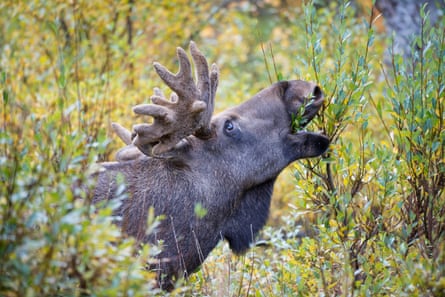 The large head of an elk seen stripping willow shoots