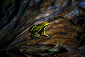 A pleasing poison frog (Ameerega bassleri)