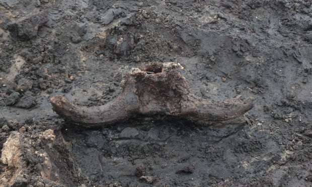 The aurochs skull in situ.