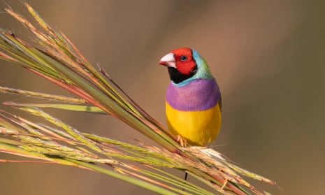 Colourful bird with purple, yellow and read highlights sits of a branch