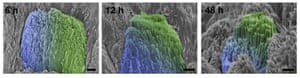 Electron micrographs of human enamel were repaired for six, 12 and 48 hours. The blue area is the native enamel; The green is the repaired enamel.