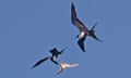 Great frigatebirds harrass a white-tailed tropicbird on Australia’s Christmas Island