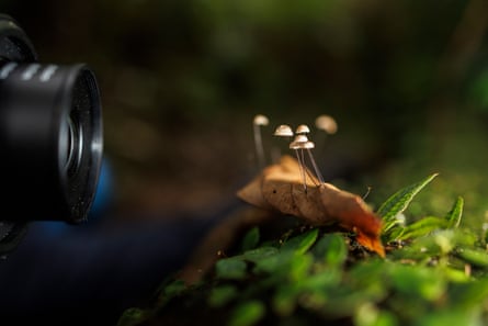 Close da lente de uma câmera apontada para um grupo de pequenos cogumelos