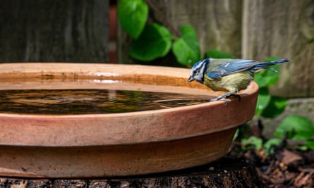 You don’t need a fancy bird bath – any shallow dish will do.