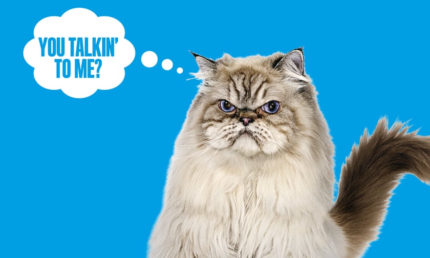 cat with “you talking to me?” speech bubble