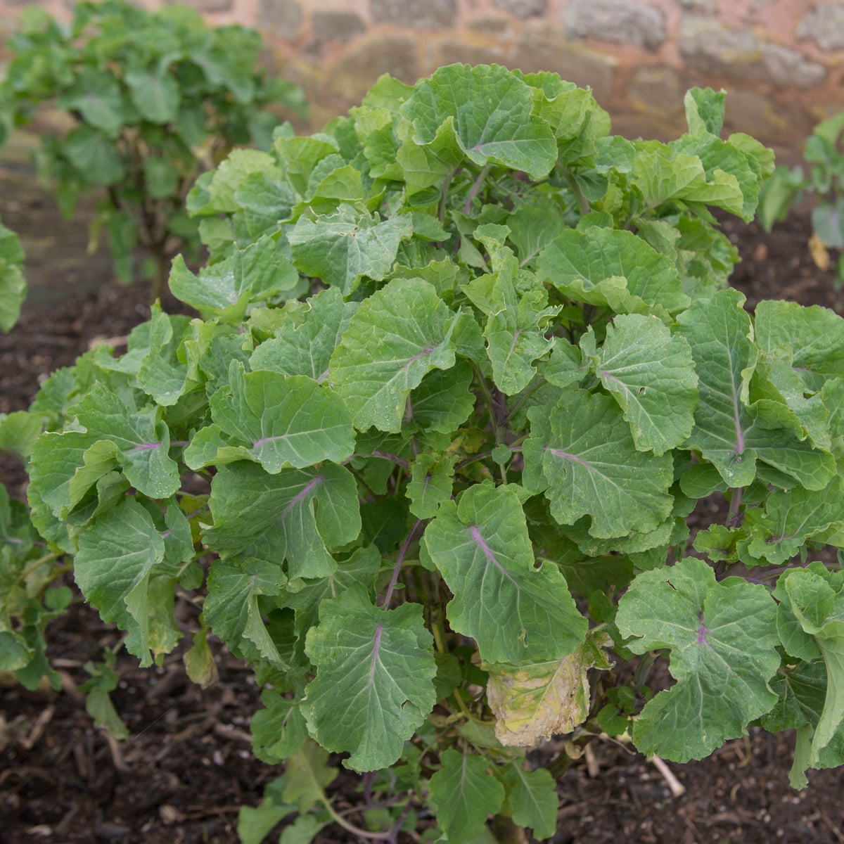 how to grow heritage kale life and