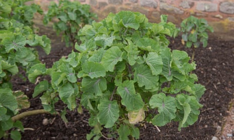 Organic perennial kale ‘Taunton Deane’.