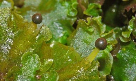 Spore capsules of Pellia epiphylla.