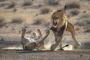 Une lionne prend un coup sur un homme dans la réserve faunique transfrontalière de Kgalagadi en Afrique du Sud.