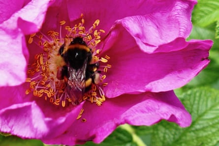 Bee collects pollen from a flower