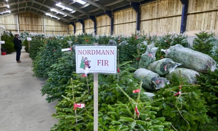 Nordmann firs at the the Tree Barn in Christmas Common, Oxfordshire