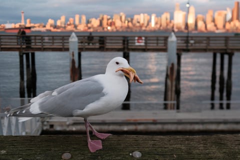 Uma gaivota segura uma estrela-do-mar no bico perto do cais do táxi aquático de Alki, em Seattle, Washington, EUA.