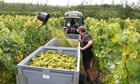 English winemakers expecting record crop after 'exceptional' conditions