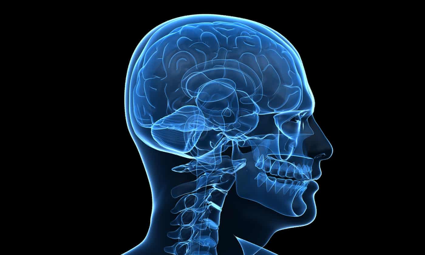 The Ancient Origins of Consciousness by Todd Feinberg and Jon Mallatt review – how the brain created experience