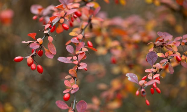A barberry branch. Photograph: Terryfic3D/Getty Images/iStockphoto