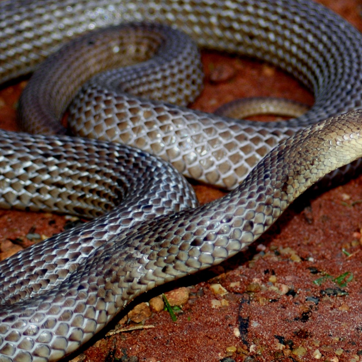 More Than Half Australian Snake Bite Deaths Since 2000 Occurred At Victim S Home Environment The Guardian