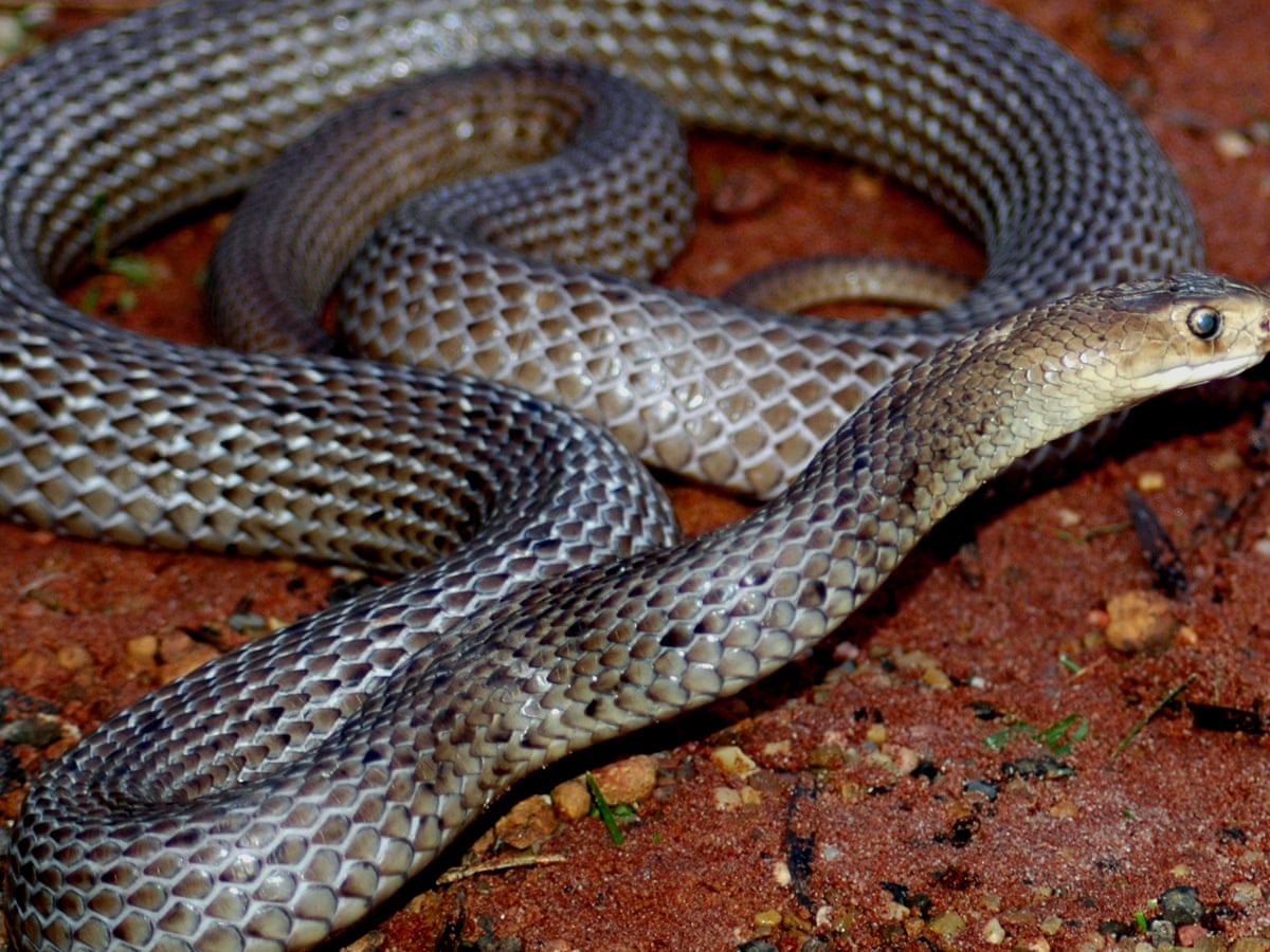 half australian snake bite deaths since