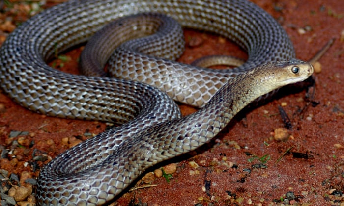 More Than Half Australian Snake Bite Deaths Since 2000 Occurred At