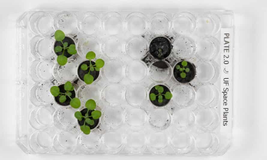 Cress seeds grown in moon dust raise hopes for lunar crops | Science