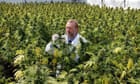 Inside big pharma's fight to block recreational marijuana