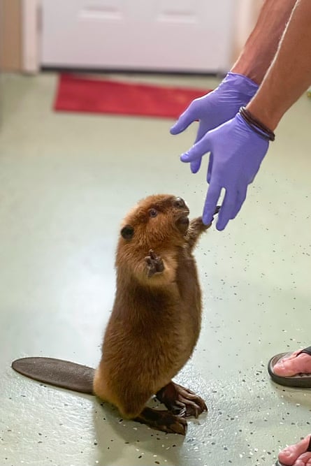 baby beaver holding paws up toward hands wearing purple gloves