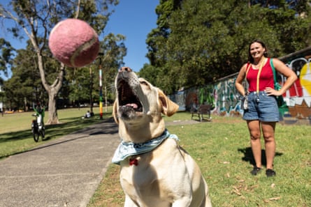 Murphy the labrador plays with a pink tennis ball in the park