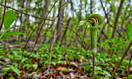 A jack-in-the-pulpit blooms along a creek bed in the blue ridge mountains in the US