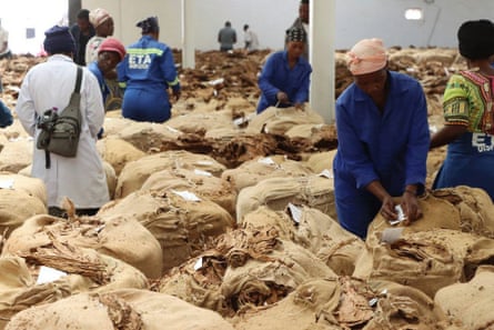 Sacks of brown dried tobacco leaves in a room