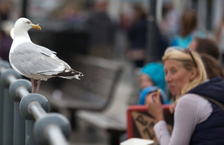 A gull weighs up its lunch options in St Ives, Cornwall.
