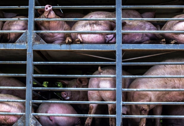 Pigs loaded in a truck for transportation